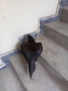 aseel murga murgi