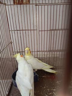 MashAallah beautiful cream cocktail birds