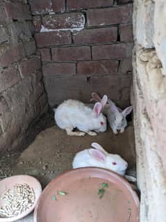 rabbit bunnies baby for sale 2 month old