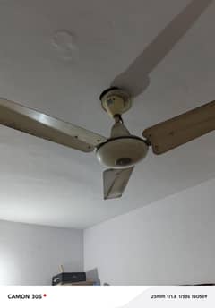 Pak fans