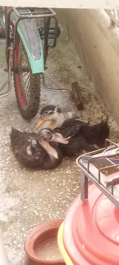 Home pet Ducks Pair
