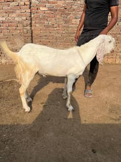 Rajanpuri White Bakra