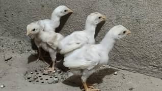 white shamo & heera cross | black shamo cross | o shamo female