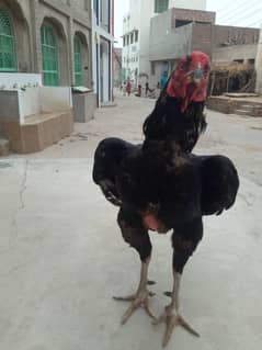 aseel