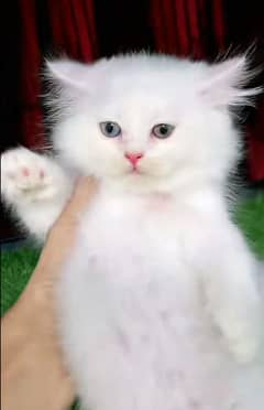 Cat | Persian | baby | kittens | Blue eyes | ωatsap ʘƷƷƷ୨51୨ʘƷ8'