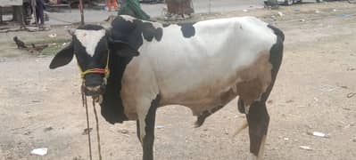 2 dant bachra for sale healthy and active
