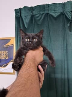 Persian kittens