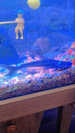 blue line shark pair for sale
