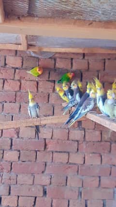 Cocktails males for sale