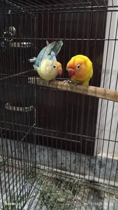 Parsonata male / parblue female