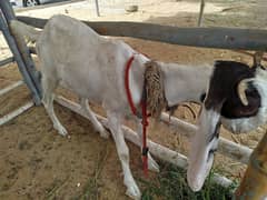 1 year Female Goat