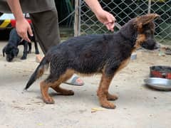 german shepherd puppy