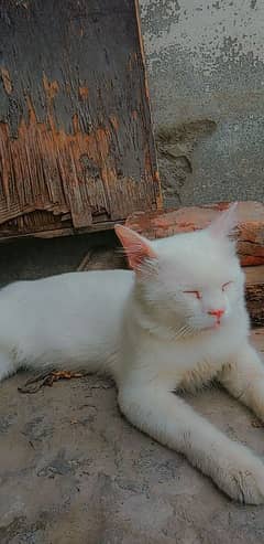 urgent for sale white persian for sale