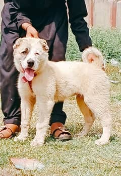 alabai security dog 3 month male for sale heavy bone