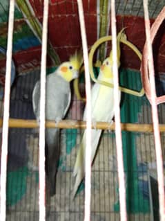 breeder pair