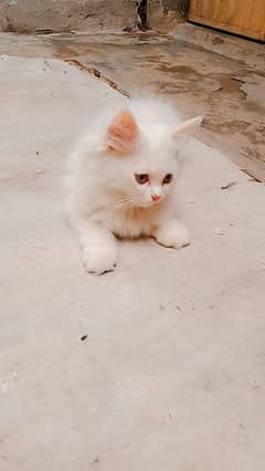 Persian cat age 2