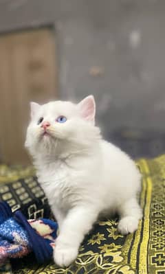 Persian