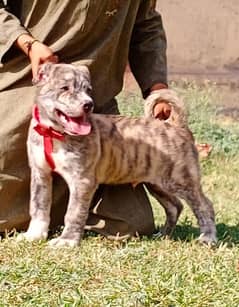 Kurdish kangal security dog 3 month male for sale heavy bone