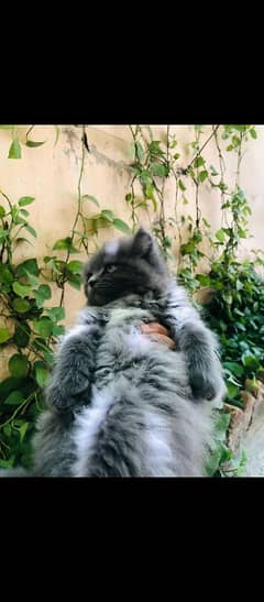 persian cat smoke grey fluffy