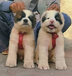 alabai security dog 2 month pair for sale heavy bone