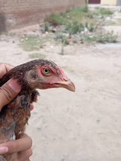 Aseel Quality Female hen for sale