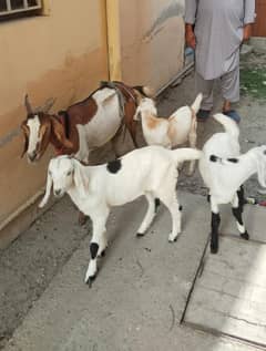 Goat and 3 babies for sale
