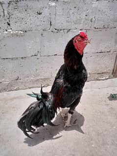 murga murgi