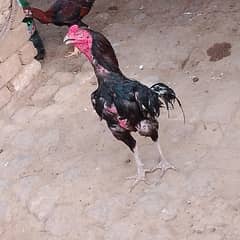 aseel