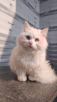 MAle persian cat