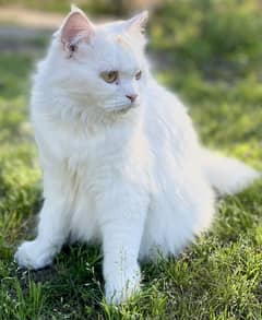 White 3 Coat Healthy Persian Cat For Sale – 2 Saal Ki, Urgently!