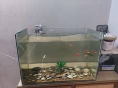 Aquarium Community Fishes and Shrimps
