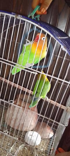 pair ha or cage bhi sell Karna ha