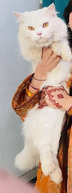 white Persian cat with yellow eyes
