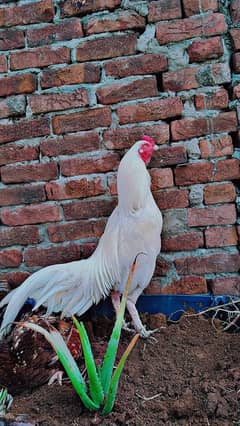 heera aseel for sale