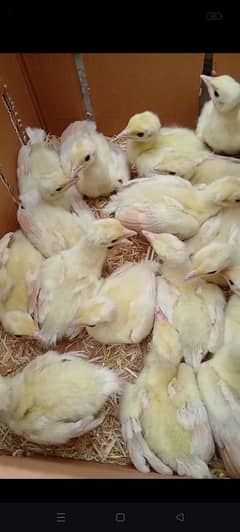 Black shoulder Peacock chicks for Sale wholesale