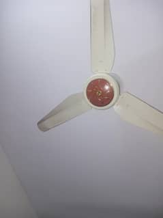 Fans