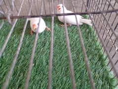 mutation finch