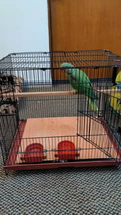 Active 2 month old Raw parrot with big new cage, semi self feed