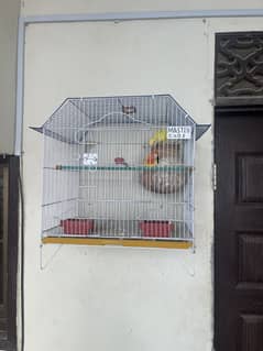 Love bird pair