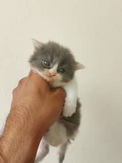 tripple coated persion kitten age a38 days