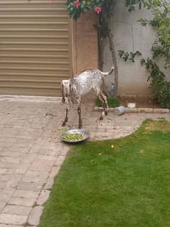 bakri for sale. full makhi cheeni