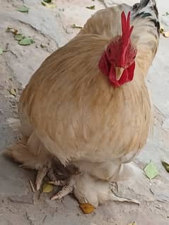 Fancy Cock with long hairs