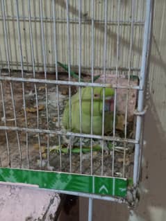 20 000 rs ringneck female age 2 years