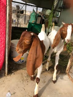 Goats kids kamoori bache 2.5 mahine k hein
