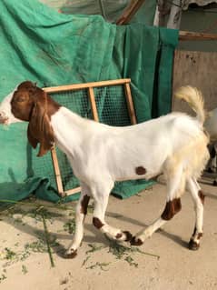 Goats kids kamoori bache 2.5 mahine k hein
