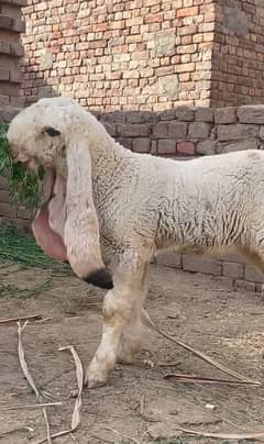 Total 5 nishano men full active Pur kajli female