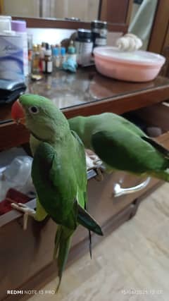raw parrot hand tamped