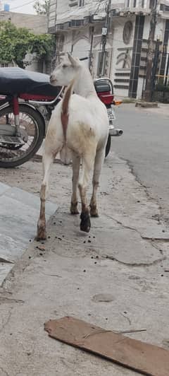 tada bakra both he payra h mashallah healthy and active