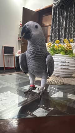 5 month  fully active and healthy