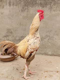 Aseel Thai breed murga 1.5 year age contact on WhatsApp 03234850592